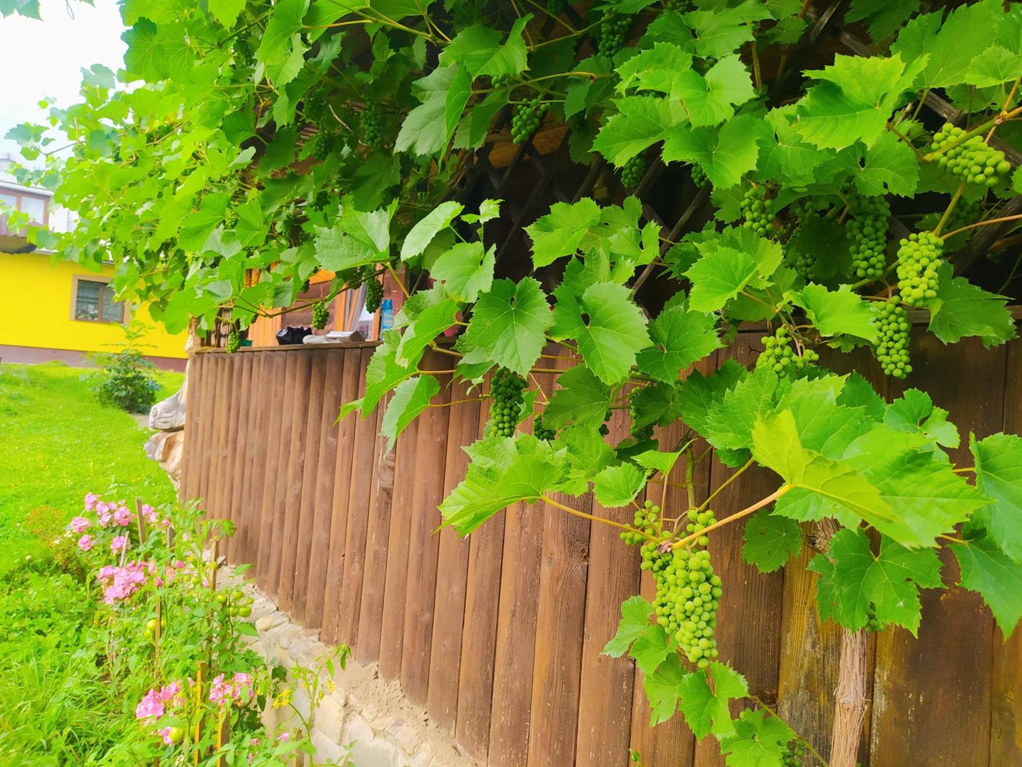 Starovitska Hata - Ethno-Cottage Verhovina Kültér fotó